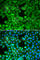 RAN, Member RAS Oncogene Family antibody, A0976, ABclonal Technology, Immunofluorescence image 