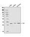 Superoxide Dismutase 3 antibody, A01784-4, Boster Biological Technology, Western Blot image 