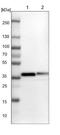 PTB domain-containing engulfment adapter protein 1 antibody, NBP1-84553, Novus Biologicals, Western Blot image 