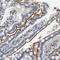 ADP Ribosylation Factor Like GTPase 6 Interacting Protein 6 antibody, NBP1-81109, Novus Biologicals, Immunohistochemistry frozen image 