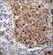 Exostosin Like Glycosyltransferase 3 antibody, LS-C167868, Lifespan Biosciences, Immunohistochemistry frozen image 