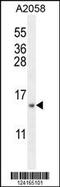 Mitochondrial Ribosomal Protein S24 antibody, 55-220, ProSci, Western Blot image 