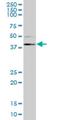 E3 ubiquitin-protein ligase RING1 antibody, H00006015-M10, Novus Biologicals, Western Blot image 