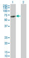 Leucine-rich repeat, immunoglobulin-like domain and transmembrane domain-containing protein 3 antibody, LS-B4551, Lifespan Biosciences, Western Blot image 