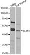 Bleomycin Hydrolase antibody, STJ28618, St John