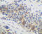 C-X-C Motif Chemokine Ligand 14 antibody, 38-158, ProSci, Immunohistochemistry paraffin image 