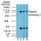 Dishevelled Binding Antagonist Of Beta Catenin 1 antibody, PA5-23216, Invitrogen Antibodies, Western Blot image 