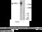 Laminin Subunit Gamma 1 antibody, MBS001606, MyBioSource, Western Blot image 