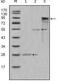 Myeloperoxidase antibody, MA5-15480, Invitrogen Antibodies, Western Blot image 