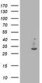 Interferon Induced Protein 35 antibody, TA503357, Origene, Western Blot image 