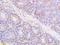 MT-1A antibody, A30377, Boster Biological Technology, Immunohistochemistry frozen image 