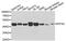 Eukaryotic Translation Initiation Factor 3 Subunit G antibody, MBS129310, MyBioSource, Western Blot image 