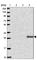 Adiponectin, C1Q And Collagen Domain Containing antibody, HPA051767, Atlas Antibodies, Western Blot image 