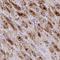 Natriuretic Peptide A antibody, NBP2-34105, Novus Biologicals, Immunohistochemistry frozen image 