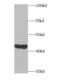 Phosphoribosylaminoimidazole Carboxylase And Phosphoribosylaminoimidazolesuccinocarboxamide Synthase antibody, FNab06115, FineTest, Western Blot image 