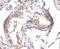 Transforming Growth Factor Alpha antibody, 33-211, ProSci, Western Blot image 
