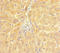 Chromodomain Helicase DNA Binding Protein 4 antibody, LS-C677526, Lifespan Biosciences, Immunohistochemistry paraffin image 