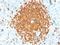POU Class 2 Homeobox Associating Factor 1 antibody, NBP2-75753, Novus Biologicals, Immunohistochemistry paraffin image 