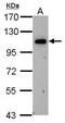 Oxysterol Binding Protein Like 6 antibody, PA5-21861, Invitrogen Antibodies, Western Blot image 