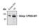 PR/SET Domain 1 antibody, MA5-14879, Invitrogen Antibodies, Western Blot image 