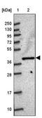 Molybdenum Cofactor Synthesis 1 antibody, NBP1-92130, Novus Biologicals, Western Blot image 