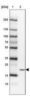 M-Phase Specific PLK1 Interacting Protein antibody, PA5-63573, Invitrogen Antibodies, Western Blot image 