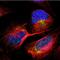 Gastrotropin antibody, NBP1-83129, Novus Biologicals, Immunofluorescence image 