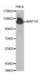 Microtubule Associated Protein 1S antibody, abx002312, Abbexa, Western Blot image 