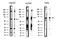 NADPH Oxidase 1 antibody, GTX02577, GeneTex, Western Blot image 