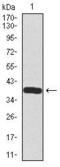 Somatostatin antibody, MA5-17182, Invitrogen Antibodies, Western Blot image 