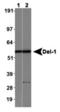 EDIL3 antibody, PA5-22998, Invitrogen Antibodies, Western Blot image 