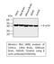 Beta-Actin antibody, STJ96930, St John