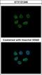 Lysine Demethylase 6A antibody, GTX121246, GeneTex, Immunofluorescence image 