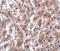 Thioesterase Superfamily Member 4 antibody, A07814, Boster Biological Technology, Immunohistochemistry frozen image 