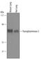 Transglutaminase 2 antibody, AF5418, R&D Systems, Western Blot image 