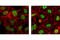 Replication Protein A1 antibody, 2198S, Cell Signaling Technology, Immunofluorescence image 