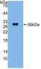 Adenylate Cyclase 1 antibody, abx128019, Abbexa, Western Blot image 