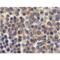 TNF Receptor Superfamily Member 17 antibody, ADI-905-306-100, Enzo Life Sciences, Immunohistochemistry paraffin image 