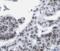 ELAV-like protein 1 antibody, FNab04080, FineTest, Immunohistochemistry frozen image 