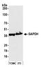 GAPDH antibody, A300-643A, Bethyl Labs, Western Blot image 