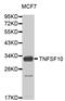 TNF Superfamily Member 10 antibody, MBS125921, MyBioSource, Western Blot image 