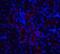 Interleukin 22 Receptor Subunit Alpha 1 antibody, 40107, QED Bioscience, Immunofluorescence image 