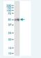 POTE ankyrin domain family member A antibody, H00340441-B01P-50ug, Novus Biologicals, Western Blot image 