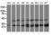 Pyridoxamine 5'-Phosphate Oxidase antibody, LS-C173154, Lifespan Biosciences, Western Blot image 