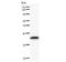 Ubinuclein 1 antibody, LS-C342831, Lifespan Biosciences, Western Blot image 