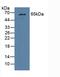 Glucokinase Regulator antibody, LS-C314765, Lifespan Biosciences, Western Blot image 