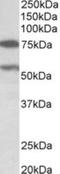 Proline Dehydrogenase 1 antibody, NBP2-27548, Novus Biologicals, Western Blot image 