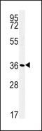 ATPase Na+/K+ Transporting Subunit Beta 1 antibody, PA5-25760, Invitrogen Antibodies, Western Blot image 