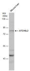 Autophagy Related 16 Like 2 antibody, GTX132583, GeneTex, Western Blot image 