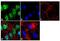 Nuclear Receptor Subfamily 2 Group C Member 1 antibody, P21959, Invitrogen Antibodies, Immunofluorescence image 